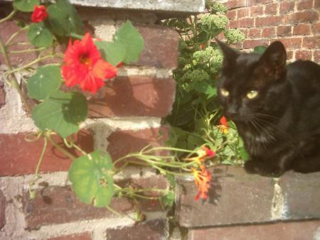 le chat